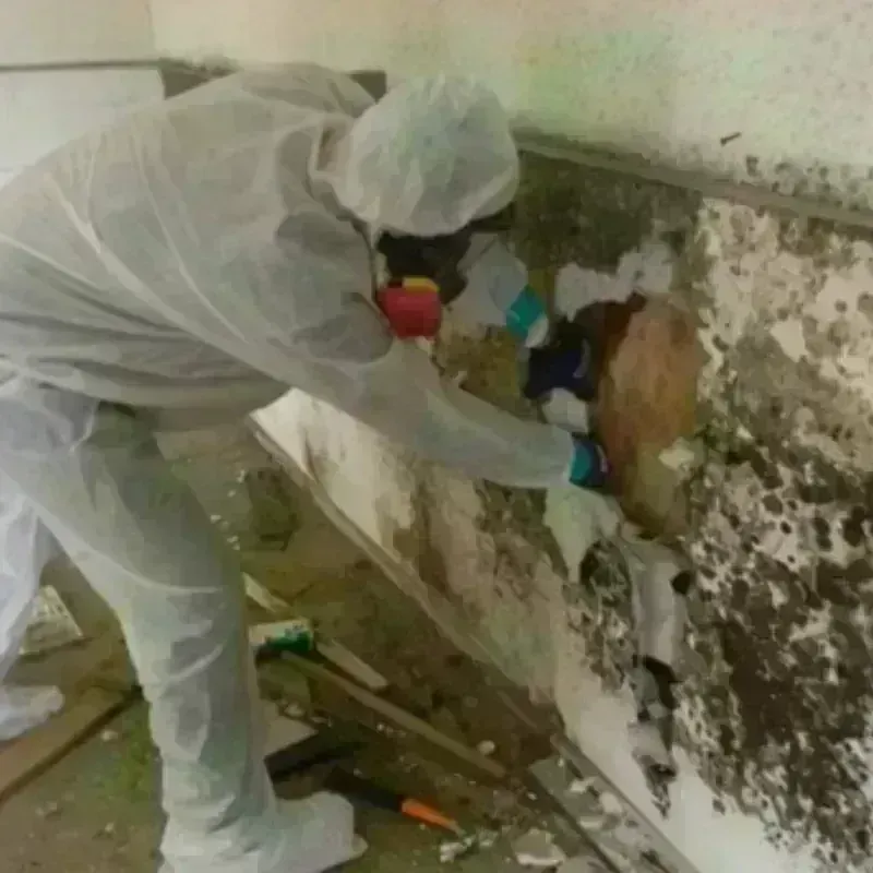 Mold Remediation and Removal in Corinna, ME